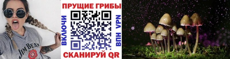 Псилоцибиновые грибы Psilocybine cubensis  Ленинск-Кузнецкий 